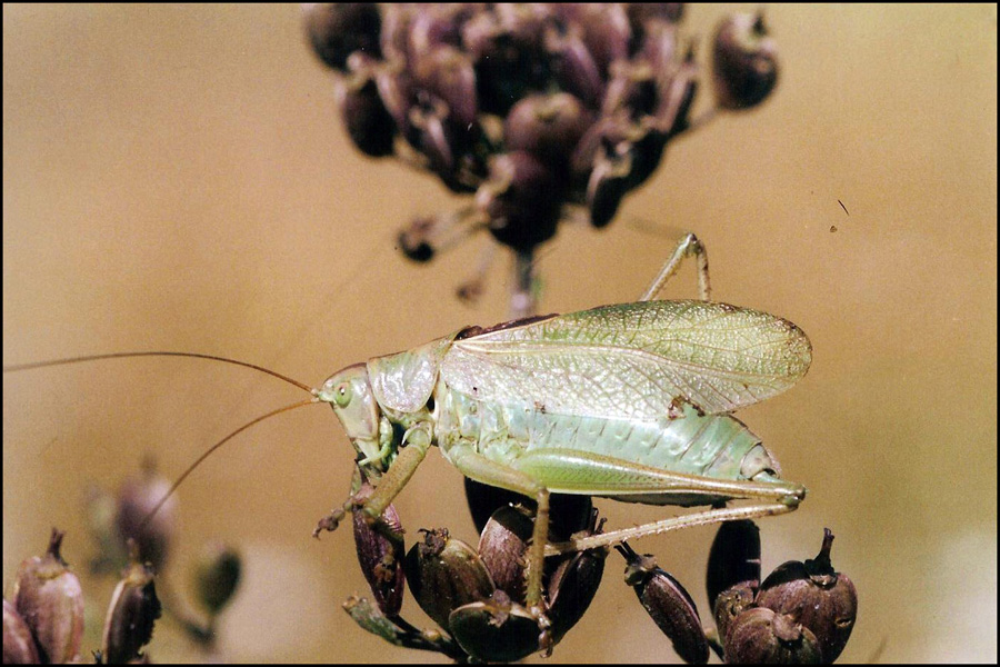 Tettigonia cantans